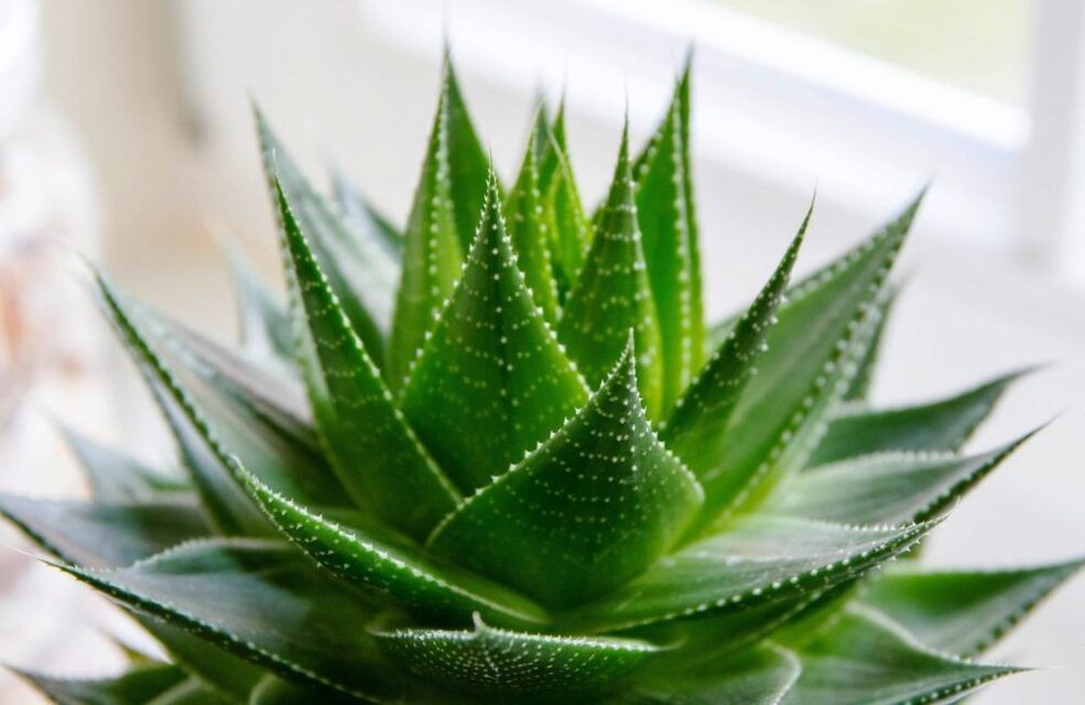 Aloe per l'ingrandimento del pene