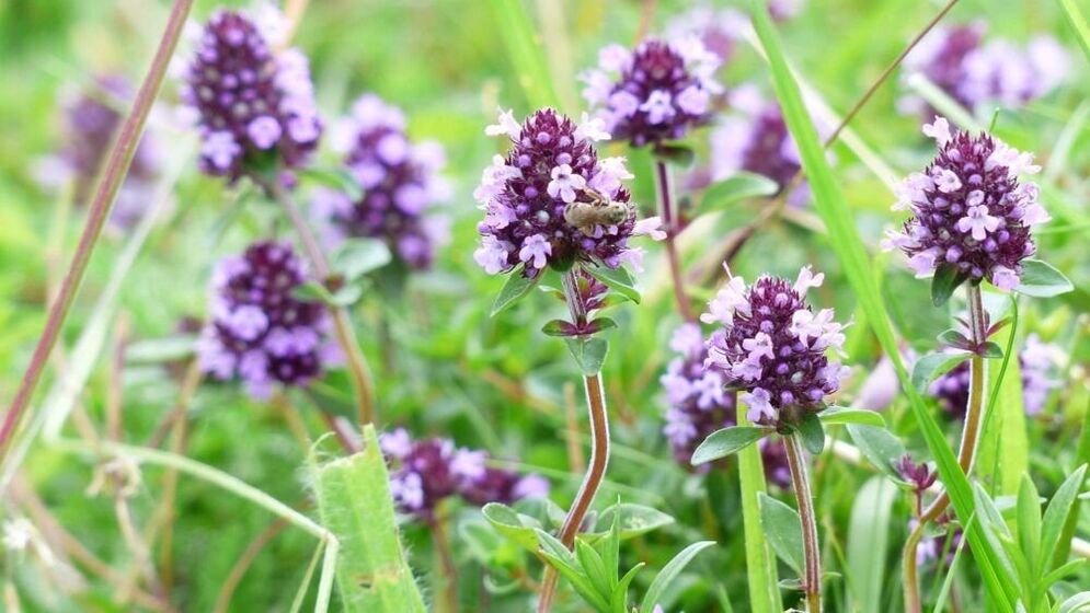 Erba di timo per l'ingrandimento del pene